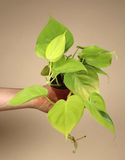 Philodendron hederaceum 'Lemon Lime'