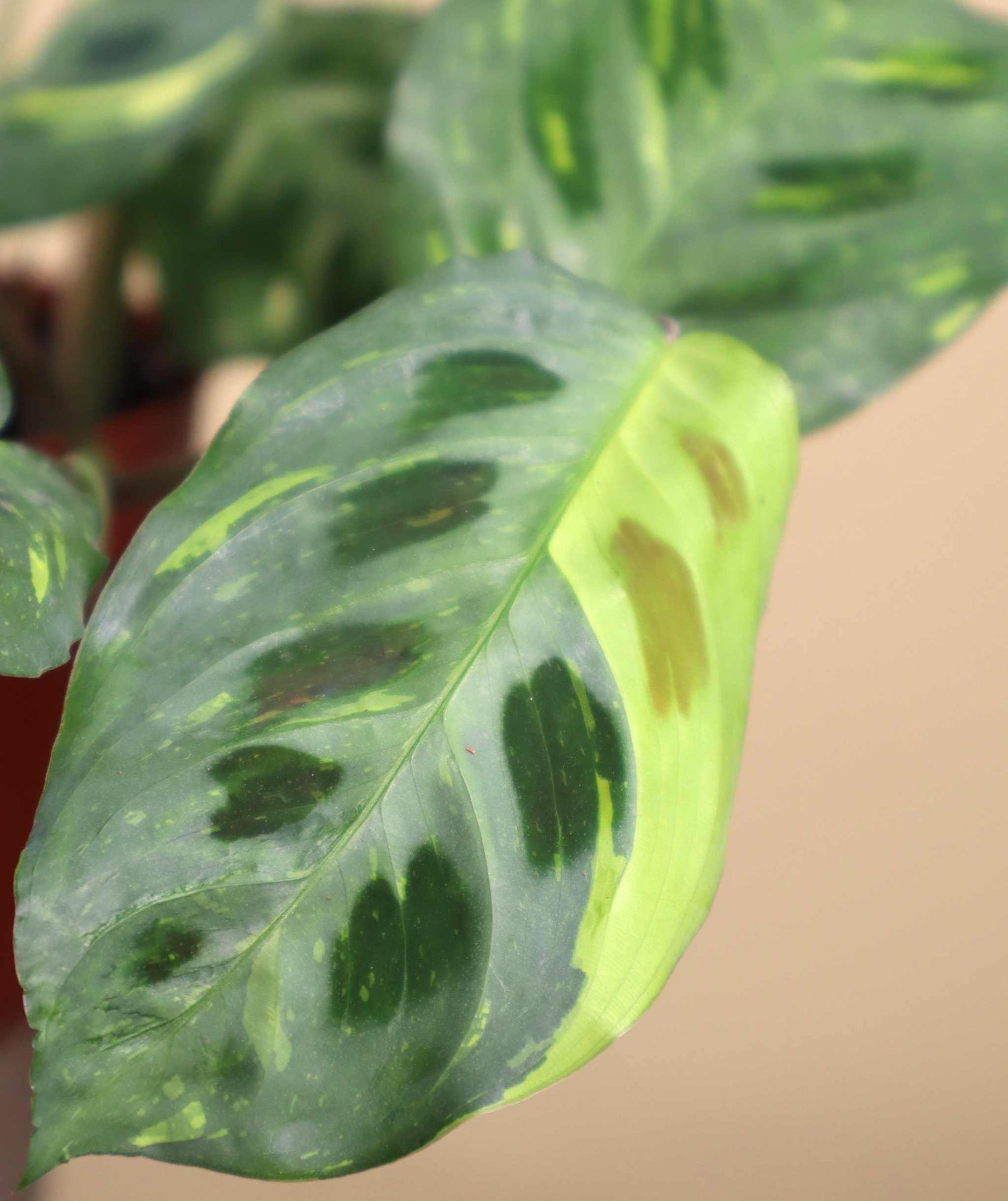 Maranta leuconeura variegata