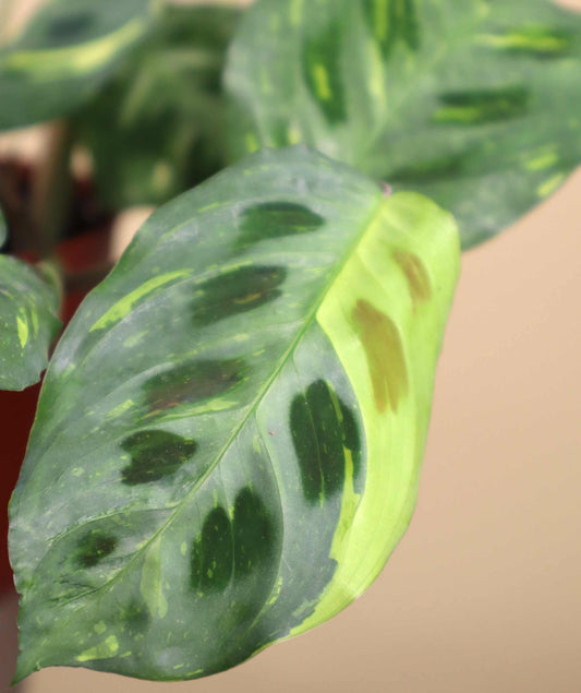 Maranta leuconeura variegata