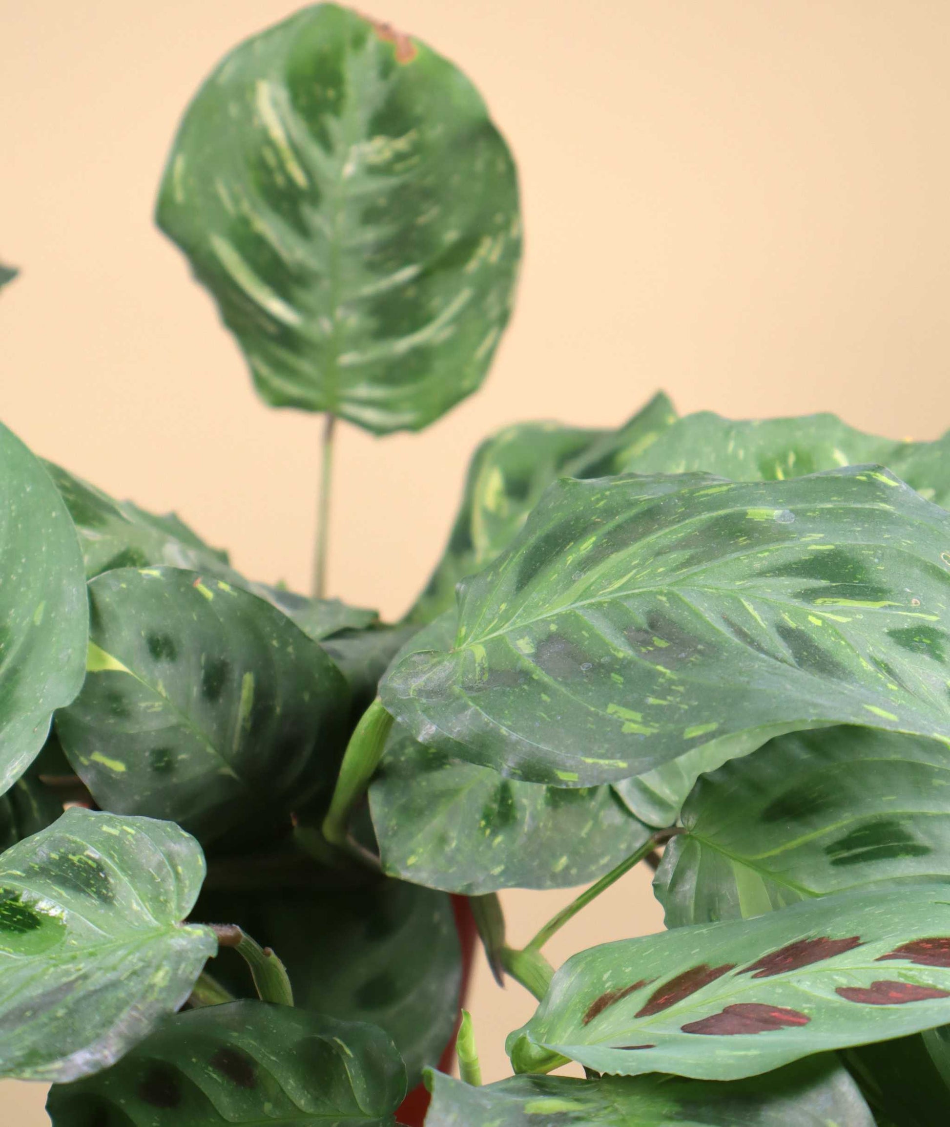 Maranta leuconeura variegata