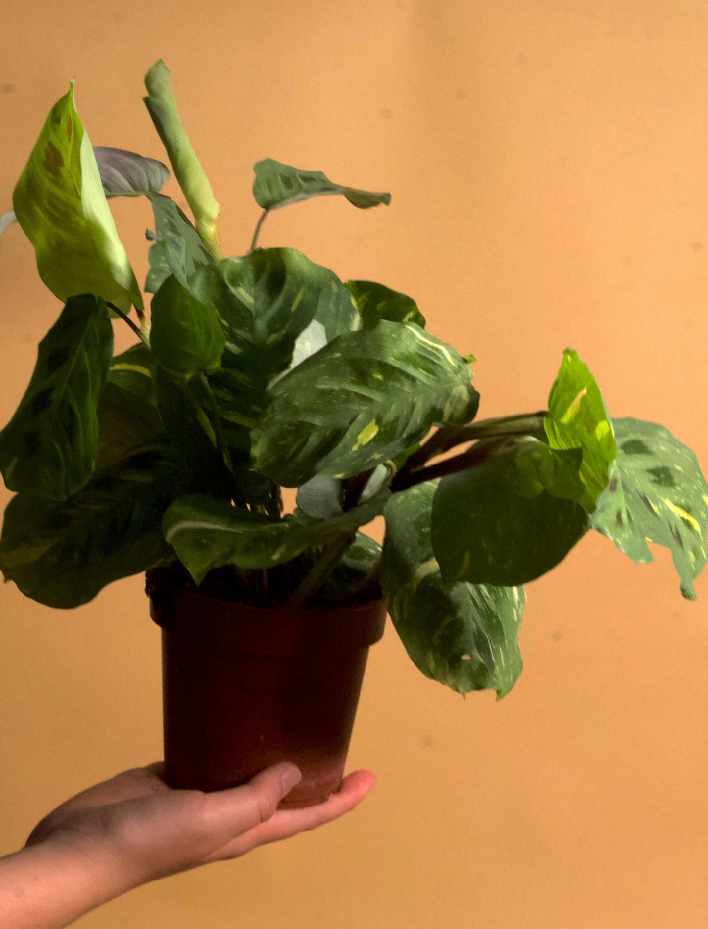 Maranta leuconeura variegata