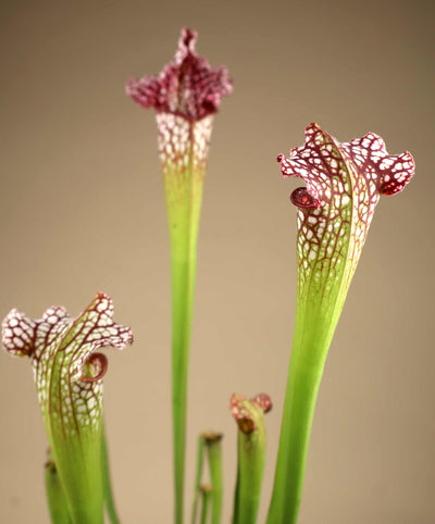 Sarracenia leucophylla