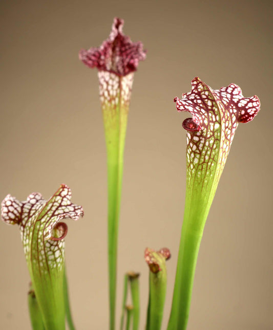 Sarracenia leucophylla