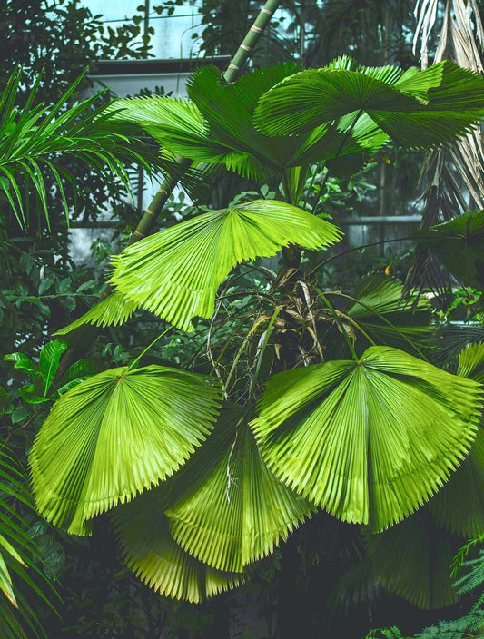 Licula grandis
