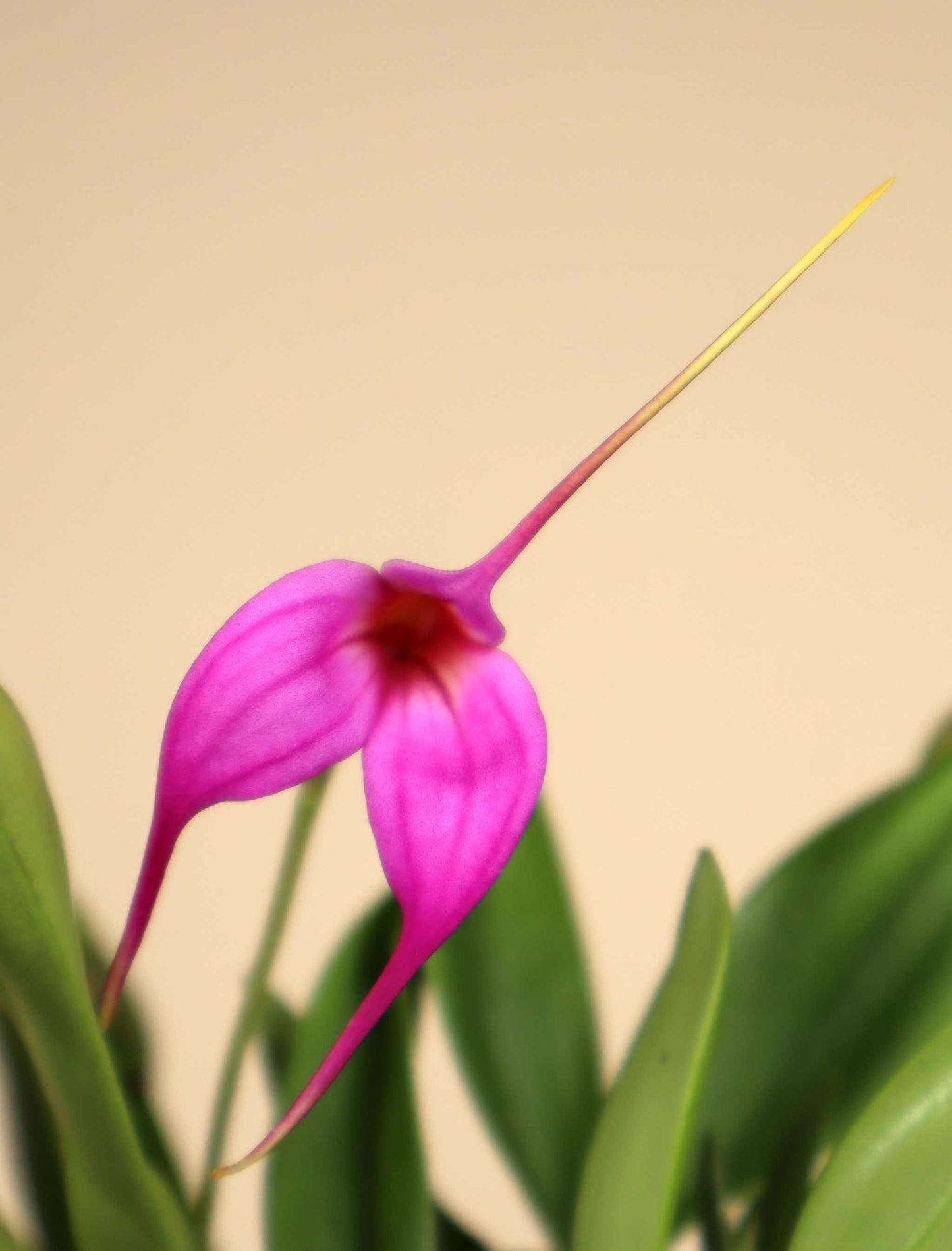 Masdevallia orkidéer