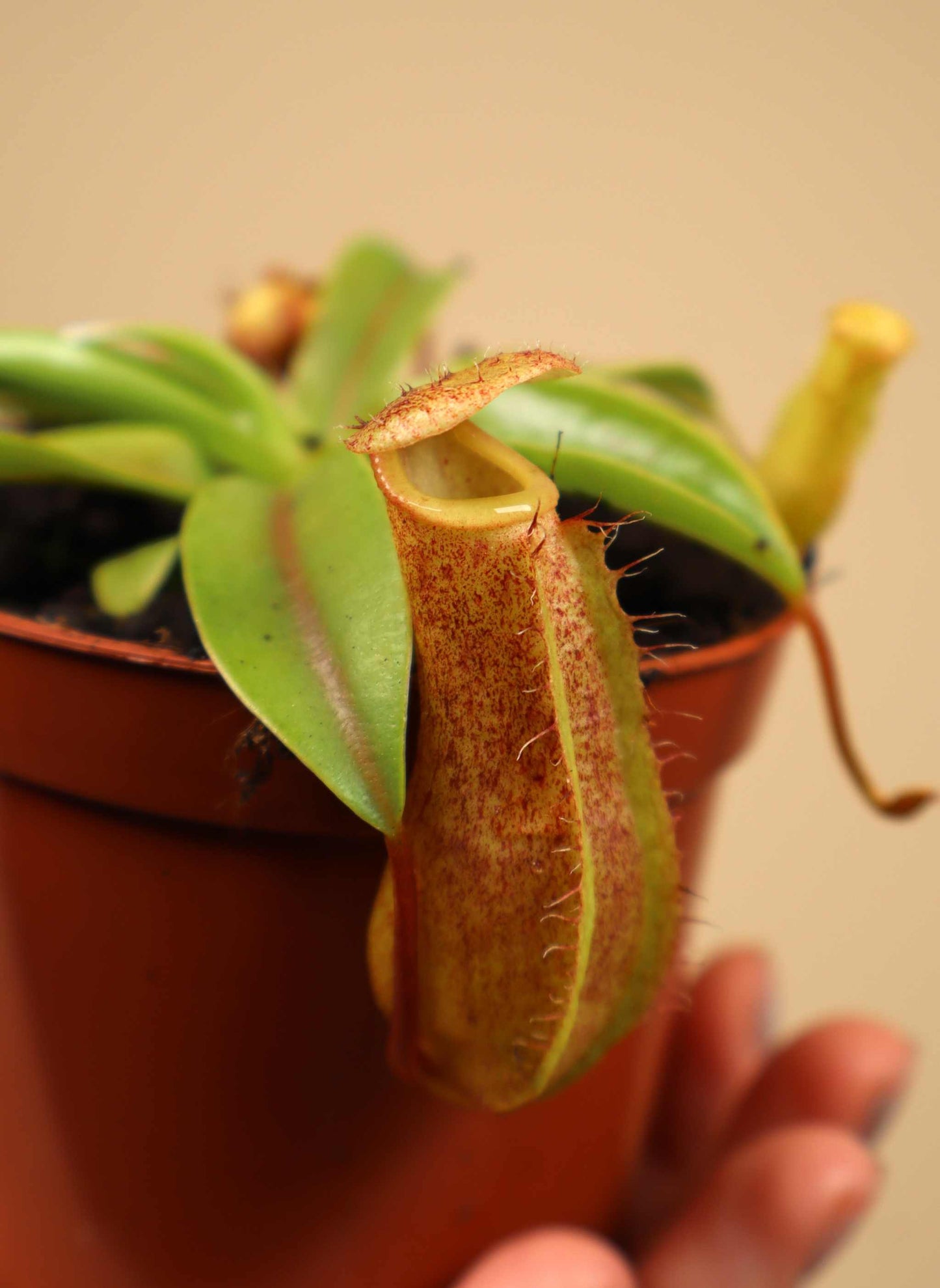 Nepenthes 'Linda'