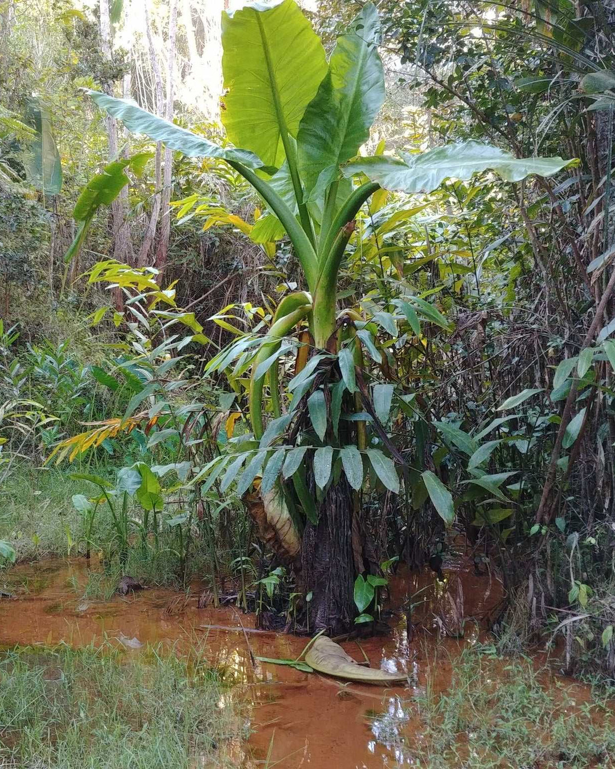 Typhonodorum lindleyanum | Vattenbanan