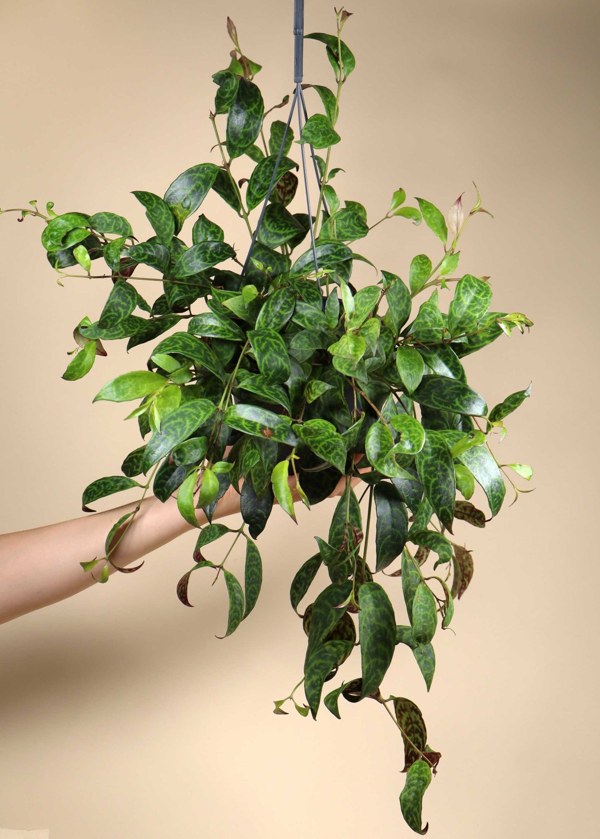 Aeschynanthus longicaulis | Ampelfackla