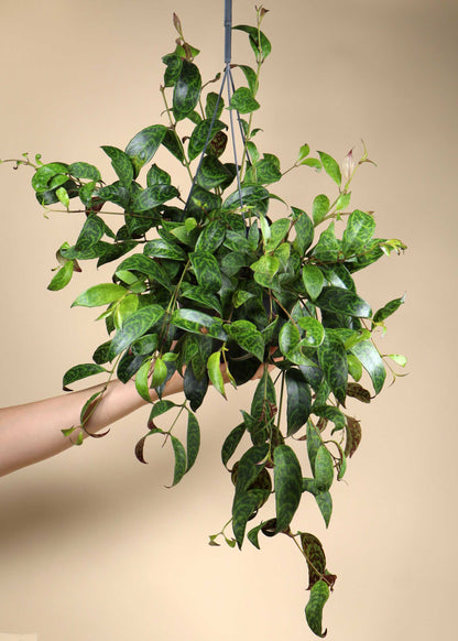 Aeschynanthus longicaulis | Ampelfackla