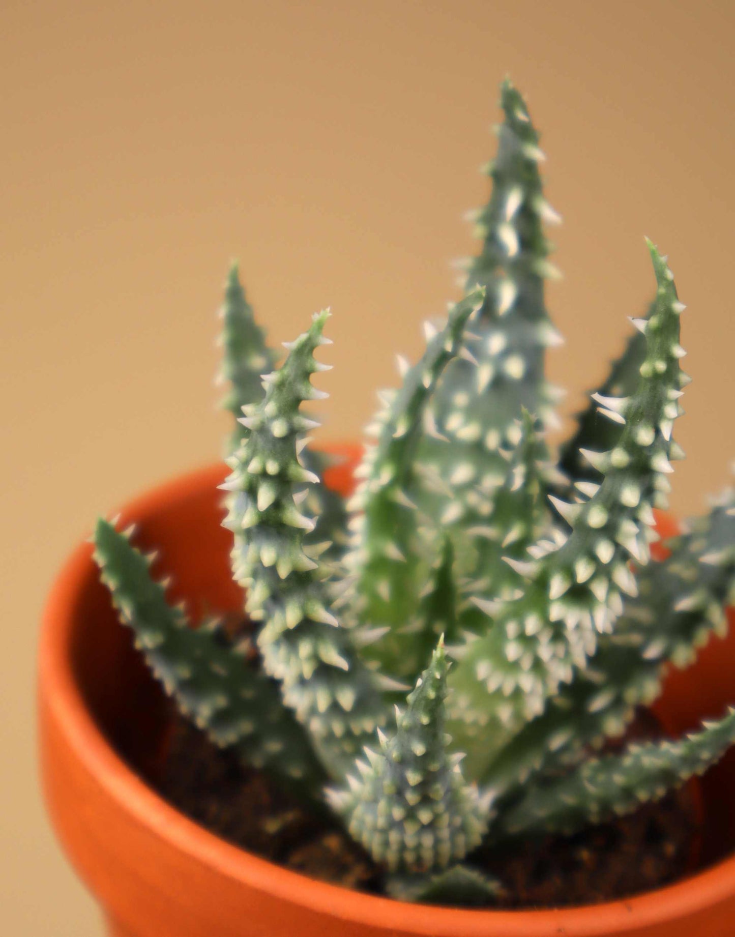 Aloe humilis 'vårtaloe'