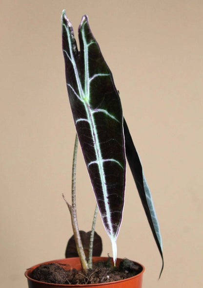 Alocasia longiloba 'purple'