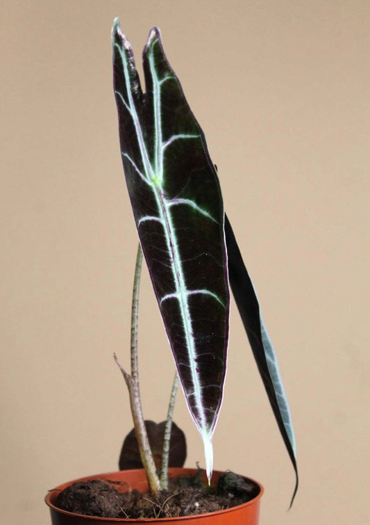Alocasia longiloba 'purple'
