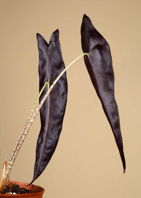 Alocasia longiloba 'purple'