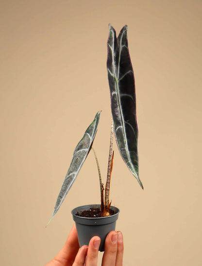 Alocasia longiloba 'purple'
