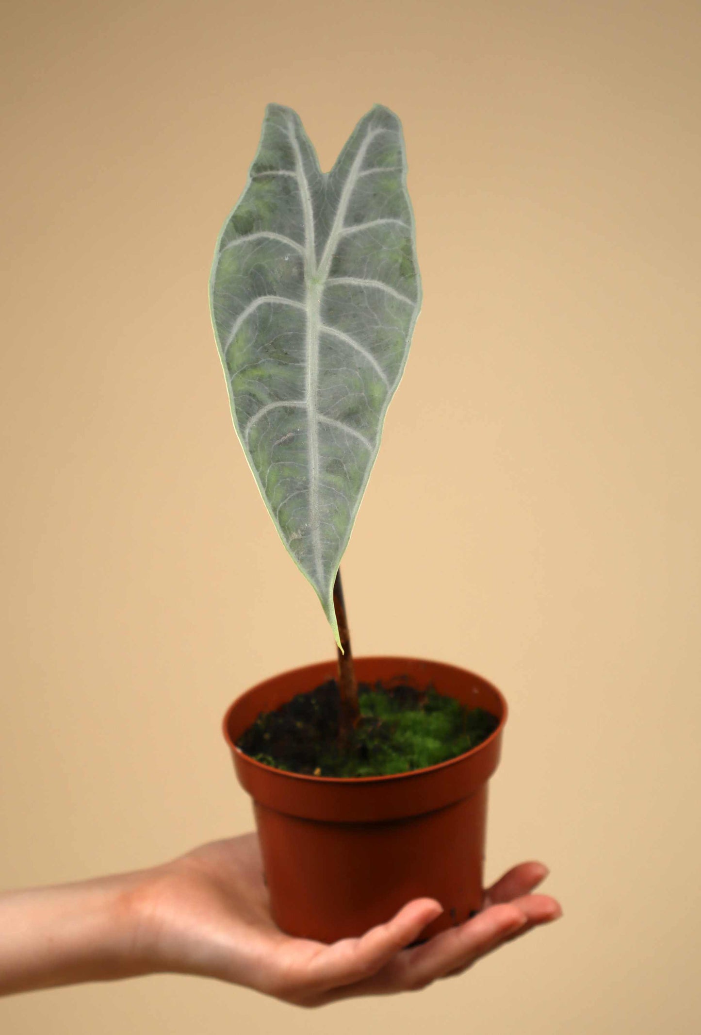 Alocasia longiloba 'silver'