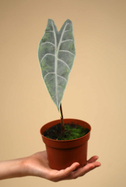 Alocasia longiloba 'silver'