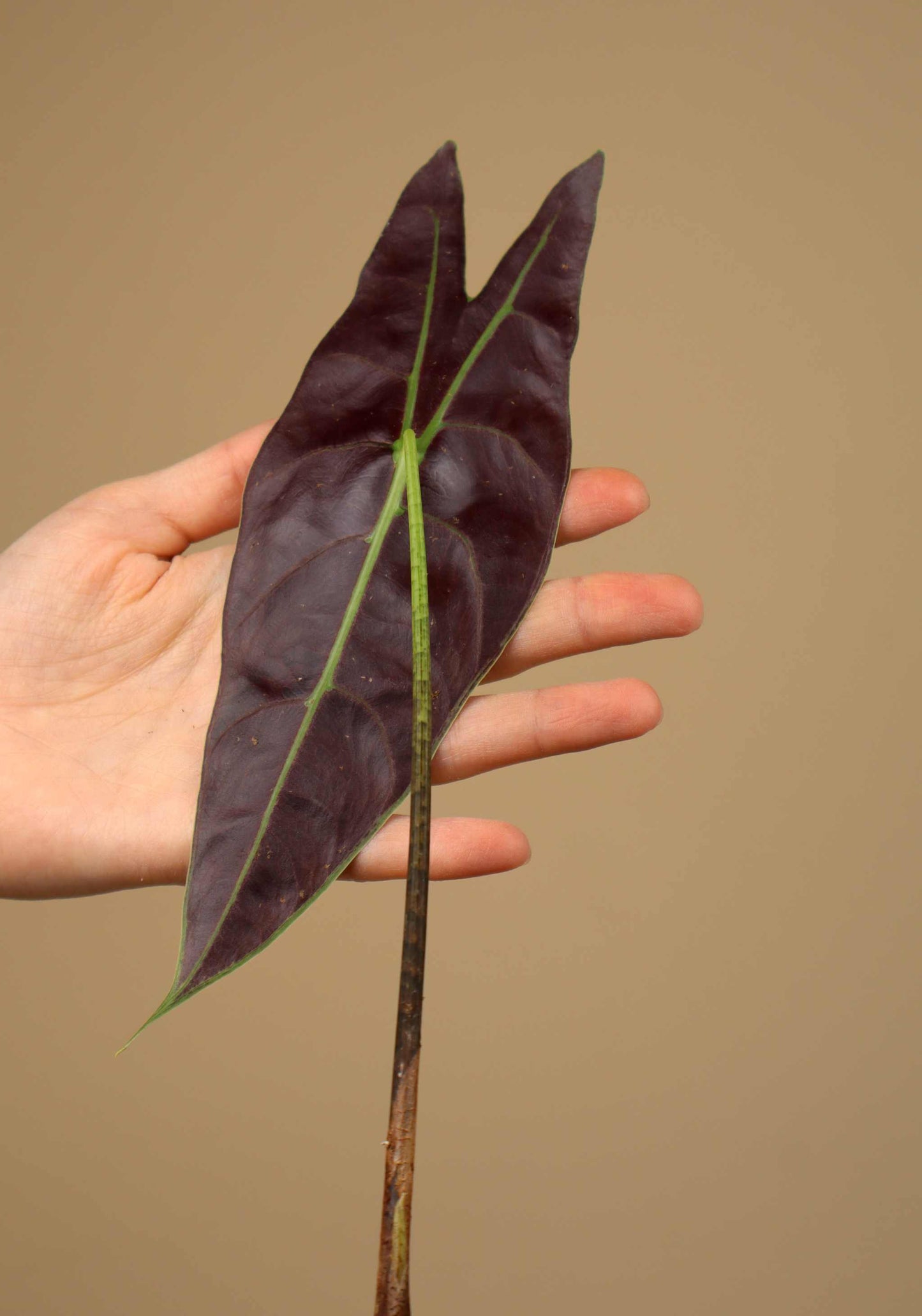 Alocasia longiloba 'silver'