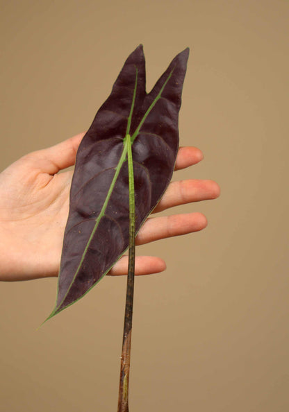 Alocasia longiloba 'silver'