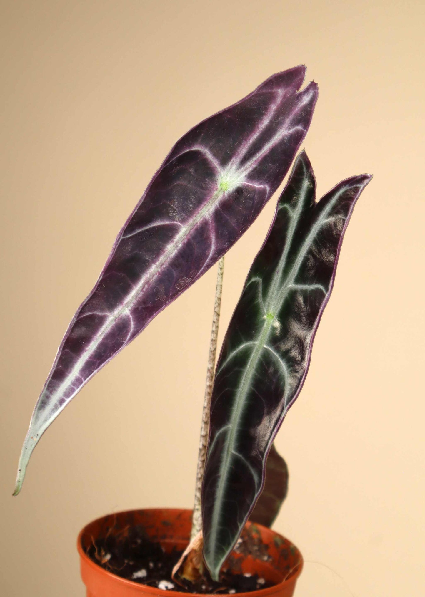 Alocasia longiloba 'purple'