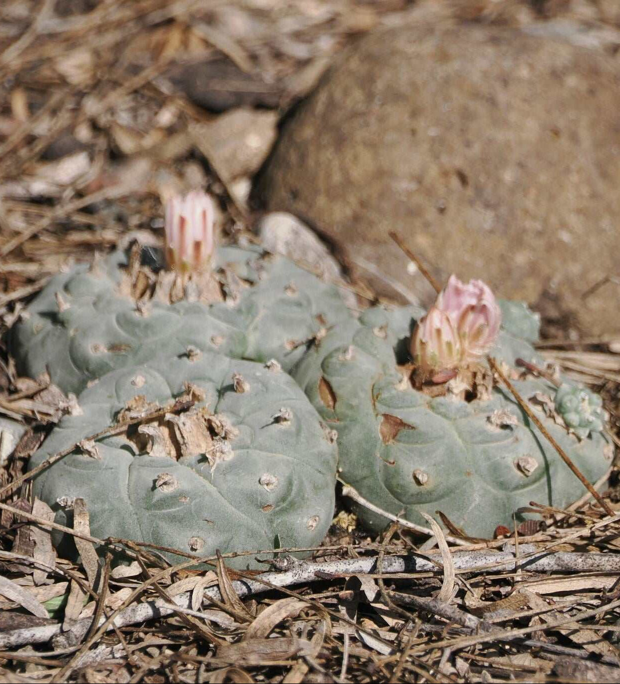 Lophophora williamsii - Peyote