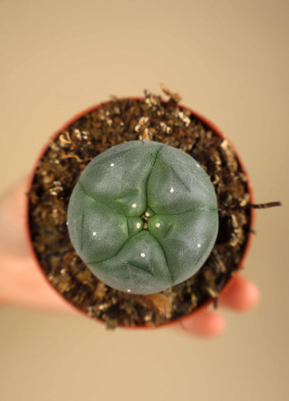 Lophophora williamsii | Peyote
