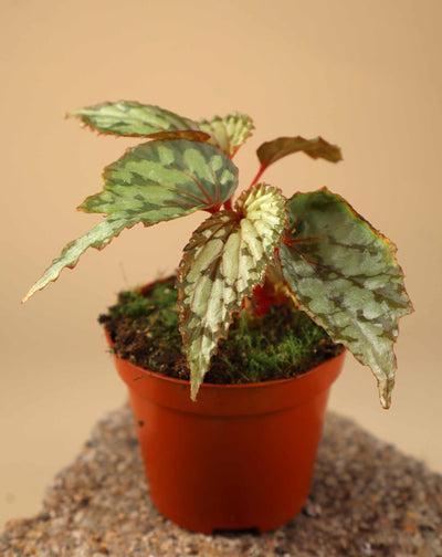 Begonia 'Lucifer'