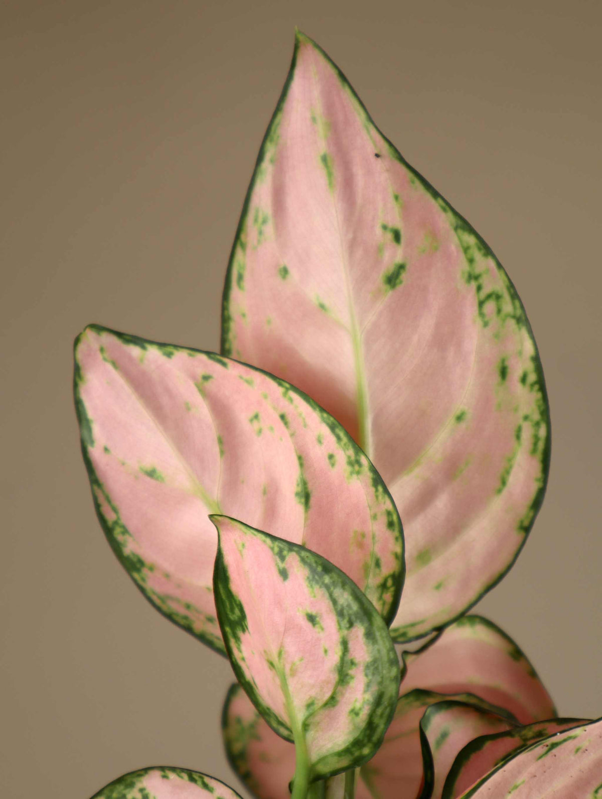 Aglaonema commutatum 'Lucky Red'