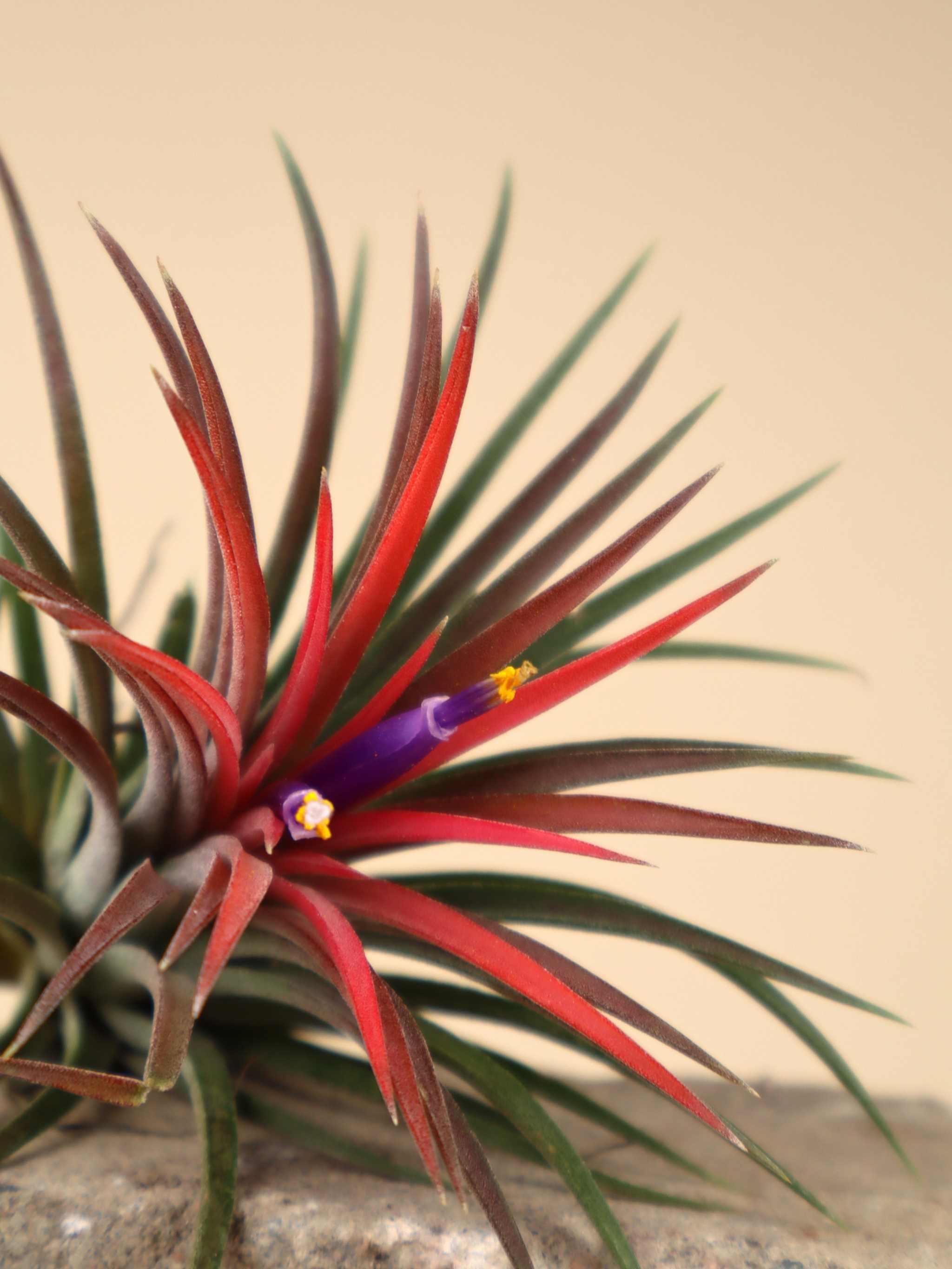 Tillandsia Ionantha | Buy Cheap Air Plants Online | Unusual Plants