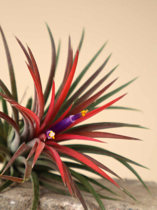 Tillandsia ionantha