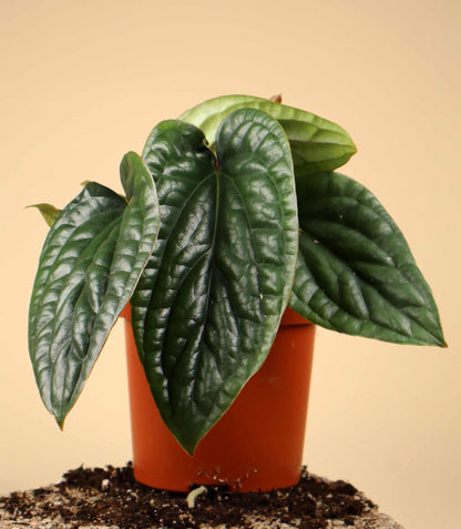 Anthurium luxurians x radicans