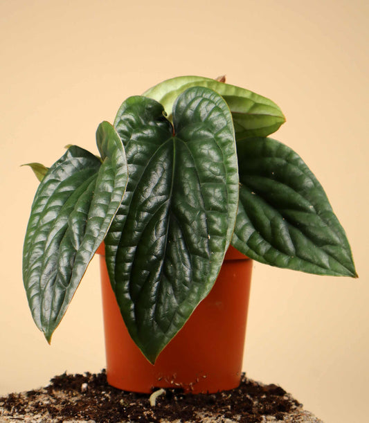 Anthurium luxurians x radicans