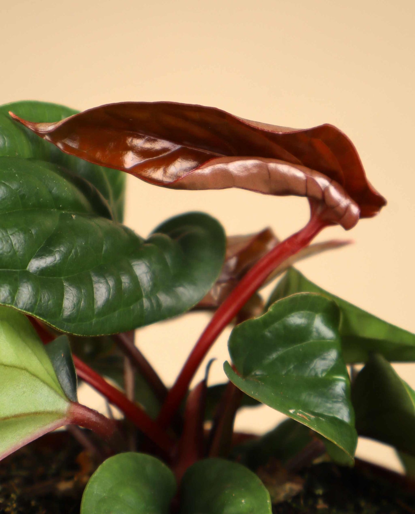 Anthurium luxurians x radicans