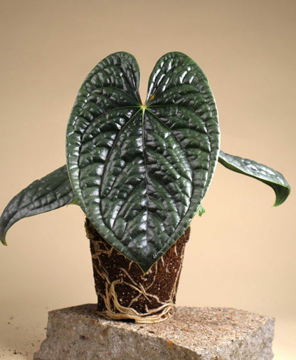 Anthurium luxurians