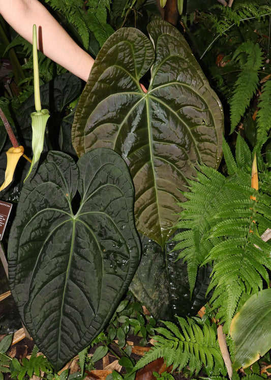 Anthurium luxurians
