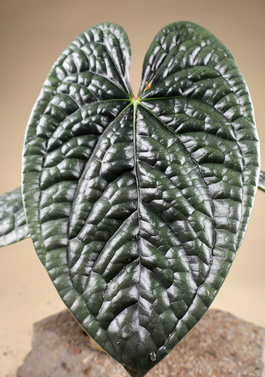 Anthurium luxurians
