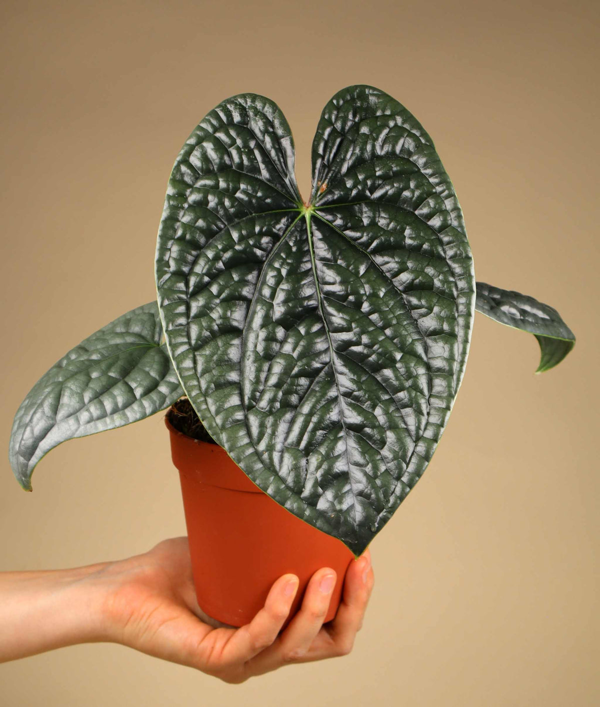 Anthurium luxurians