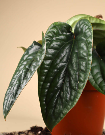 Anthurium luxurians x radicans