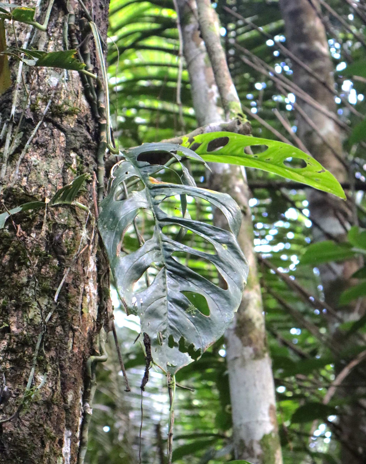 monstera peru in the wild Monstera Obliqua 'Peru' For Sale Online