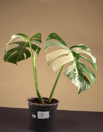 Monstera albo variegata