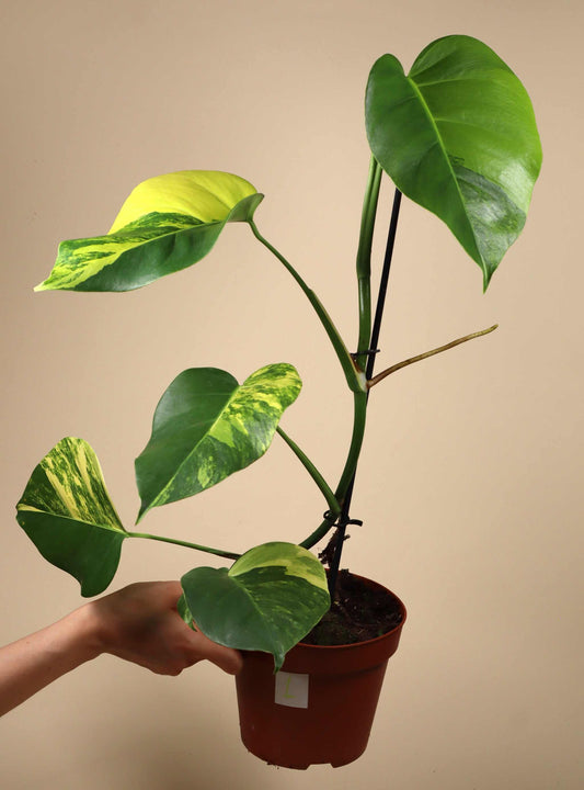 Monstera deliciosa Aurea (marmorata)