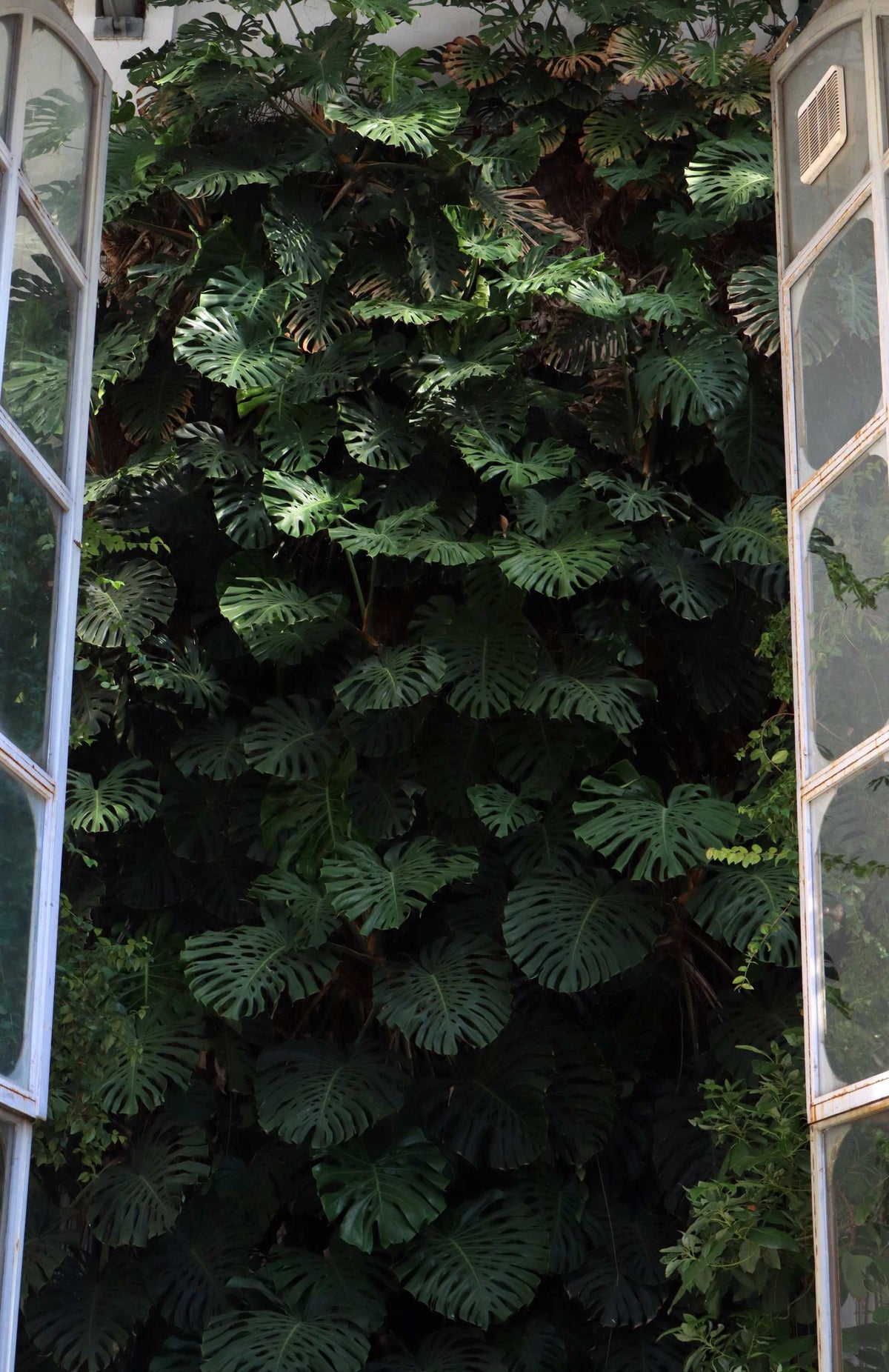 Monstera deliciosa