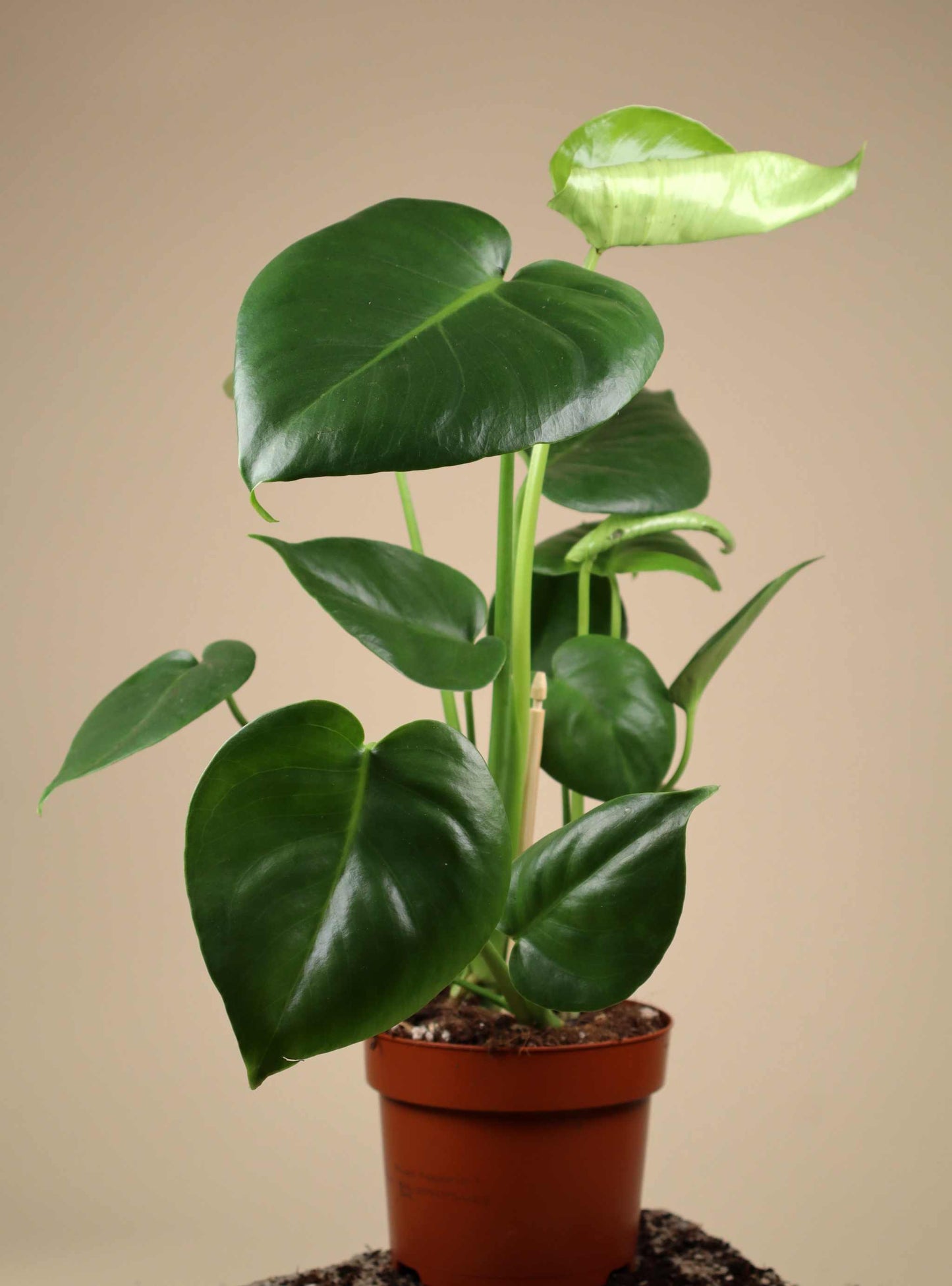 Monstera deliciosa
