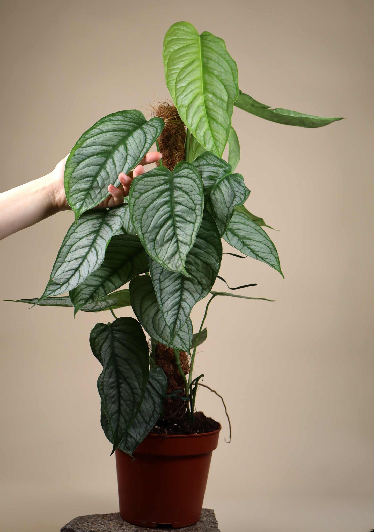 Monstera siltepecana 'El salvador'