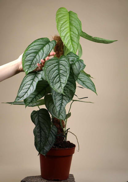 Monstera siltepecana 'El salvador'