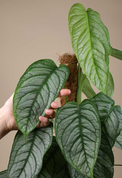 Monstera siltepecana 'El salvador'
