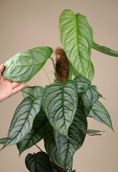Monstera siltepecana 'El salvador'