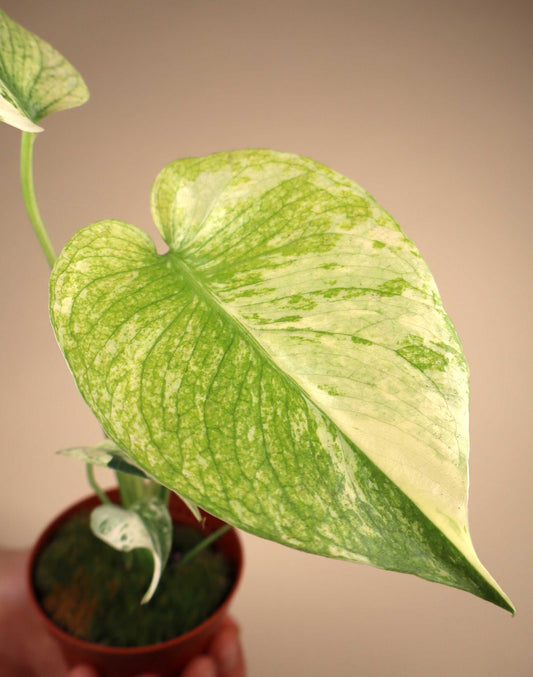 Monstera deliciosa Mint