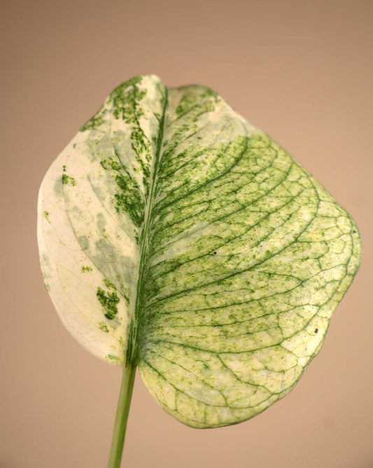 Monstera deliciosa Mint