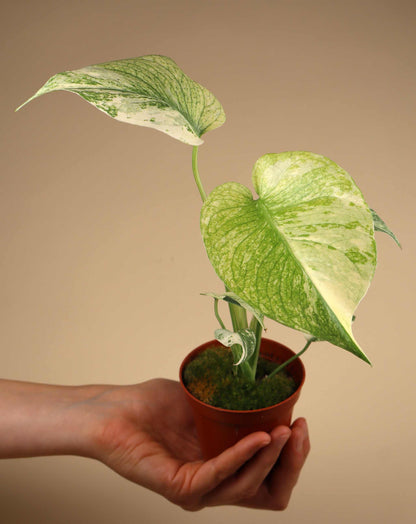 Monstera deliciosa Mint