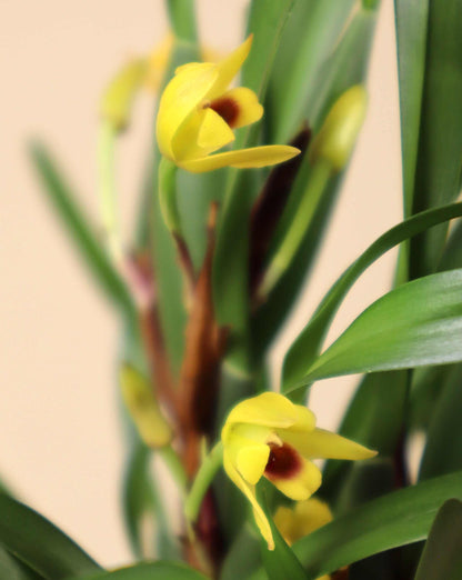 Maxillaria variabilis